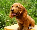 可卡犬多少钱一只？