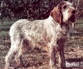发生在西班牙文艺复兴时期水彩画里——史毕诺犬