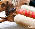 腊肠犬与热狗香肠有哪些联络？