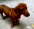 怎么给腊肠犬开展日常保养？