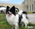 你了解选择蝴蝶犬的恰当方式 吗？