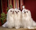 给马尔济斯犬包毛常见问题