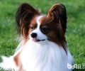 蝴蝶犬不喜欢喂狗粮该怎么办？