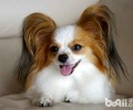 蝴蝶犬幼犬该怎么养？