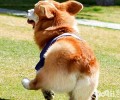 威尔士柯基非常容易长胖怎么办？