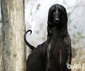 唯一能够进到五星级酒店的犬品种——阿富汗猎犬
