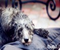 神所造就最极致的微生物——英国猎鹿犬