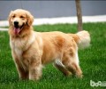 金毛狗狗与金毛寻回犬，及其金毛猎犬有什么不同