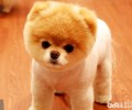哈多利系博美犬的品种介绍