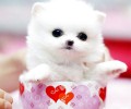 杯子犬的品种详细介绍