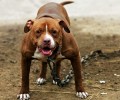 比熊犬是哪些的类型特点