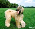 阿富汗猎犬是一个贵族犬