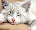 猫猫喂养器的类型有什么？