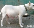 你了解杜高犬的发源吗？