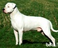 杜高犬不要吃物品是怎么回事？