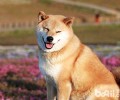 柴犬喂养的这种常见问题你都知道吗？