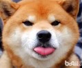 购买柴犬时要注意什么？