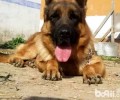 德国牧羊犬口臭怎么办？