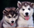 哈士奇幼犬有价值的2大要素