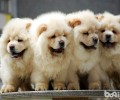 松狮幼犬选购时要留意的圈套和骗术