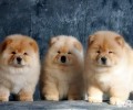 赛级松狮幼犬应当如何选择呢