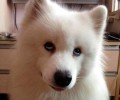 两个关键点选择鉴别一只非纯种萨摩耶幼犬
