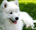 怎样筛出一只身心健康的萨摩耶幼犬