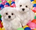 比熊应当怎么换犬粮？怎样调节比熊的食量