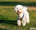 1、两个月上下的比熊幼犬怎样饲养