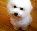 比熊幼犬从出世到两个月的生长发育整个过程