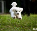 比熊狗狗多大就可以喂狗粮呢？比熊何时能吃干犬粮