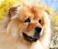 松狮怀孕吃什么比较好？孕期松狮怎样饲养