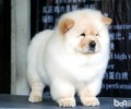 松狮狗狗喂养要留意的“四定”