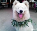 你了解萨摩耶不同的声音代表着啥意思吗