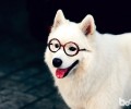 萨摩耶犬饲养之十大坏习惯您知道吗