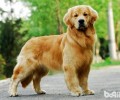 小狗狗断奶后时最好是喂泡软的犬粮