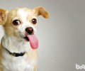 怎样劝阻犬护食的不良习惯