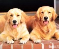 金毛狗狗一顿吃是多少犬粮才适合呢