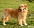 金毛吃什么犬粮最好是?