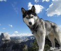 金毛成犬饲养中的七点小常识