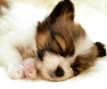 犬粮能常常换吗
