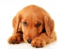 怎么给小狗换犬粮呢