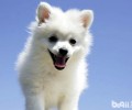 给犬粮泡食要留意6点