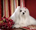 马尔济斯犬如何开毛结