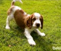 如何给史宾格犬保养被毛