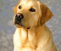 如何给拉布拉多犬做清理保养