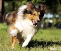 喜乐蒂犬的日常保养