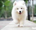 如何给萨摩耶犬冼澡