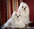 怎样为西施犬冼澡