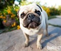 巴哥犬怎样保养